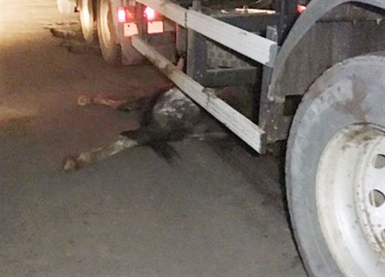 Animal é atropelado e arrastado por carreta em Fernandópolis (Foto: Região Noroeste) 