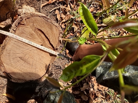 A Polícia Militar Ambiental multou um produtor rural por queimadas e corte de 21 árvores nativas e exóticas em Mira Estrela  (Foto: Divulgação/Polícia Ambiental)