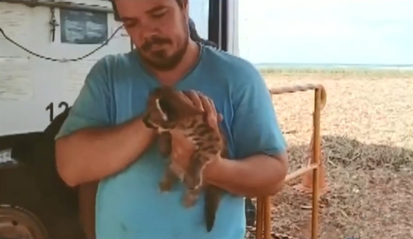 Animais foram levados para o zoológico de Ilha Solteira (Foto: Reprodução/Tv Tem)