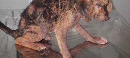 Polícia diz que cachorro "Titã" não foi enterrado vivo