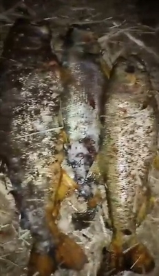 Pescadores relataram que muitos peixes estão aparecendo mortos no rio São José dos Dourados e cobram providências (Foto: Reprodução)