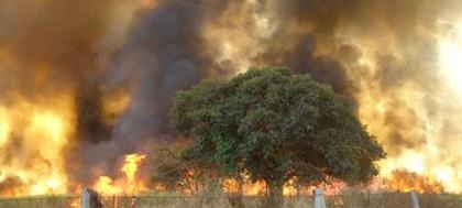 Queimada destrói aproximadamente 150 hectares 