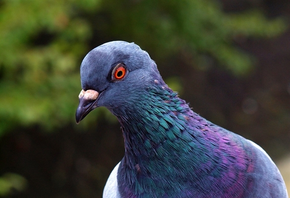  Idoso é socorrido após escorregar em fezes de pombo em praça (Foto: Reprodução/Internet) 