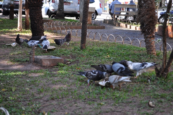 Pombos ainda são alimentados por moradores 
