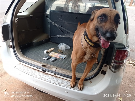 Em ação conjunta, cão farejador do Baep, de Rio Preto, localizou drogas com um traficante no bairro Cidade Nova, em Votuporanga  (Foto: Divulgação)