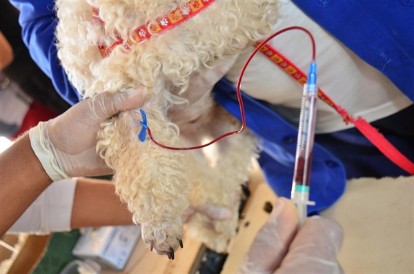 Em 2017 foram coletadas 2.072 amostras de sangue de cães, sendo 232 positivo (Foto: Reprodução)