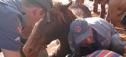 Bombeiros e voluntários resgatam cavalo atolado 