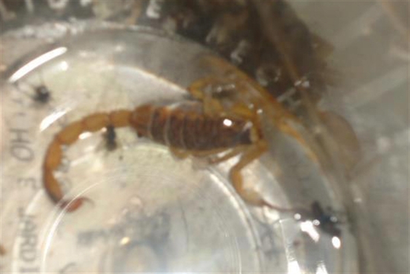 Município registra 220 notificações de escorpiões