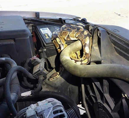 Cobra danificou motor do carro — Foto: Omro Police Department via AP