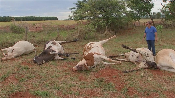 Ao todo, oito cabeças de gado e dois bezerros morreram em distrito de Tanabi — Foto: João Selare/TV TEM