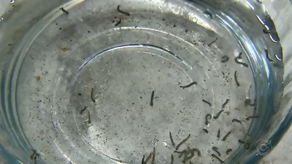 Larvas do mosquito da dengue em Rio Preto (Foto: Reprodução/TV TEM)
