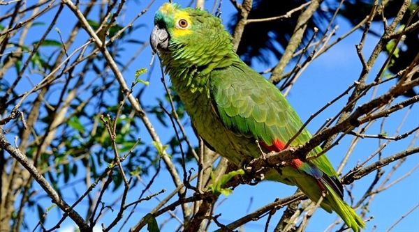 O papagaio é um dos animais silvestres mais apreendidos pelos policiais ambientais de Votuporanga (Foto: Reprodução)
