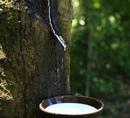 Sustentabilidade da cadeia produtiva da borracha natural faz parte das propostas do evento (Foto: Pixabay)