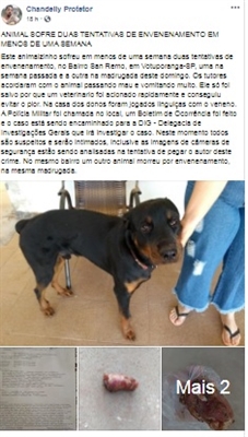 Nesta mesma madrugada de domingo, foi registrada a morte de outro animal, no mesmo bairro (Foto: Reprodução/Facebook)