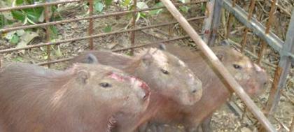 Ambiental detém caçadores com vários animais feridos