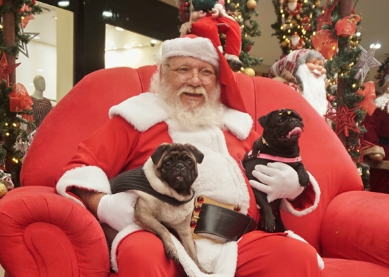 Pugs foram fotografados em um shopping de Rio Preto