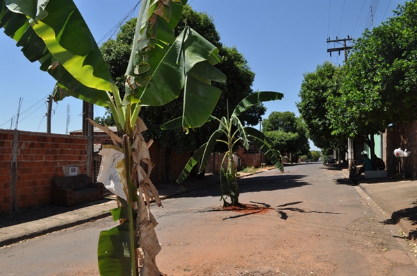 Bananeira foi plantada no bairro Pró-Povo em sinal de protesto 