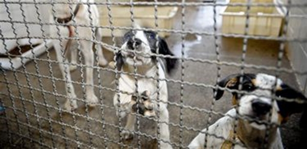 Comissão analisa projeto que aumenta pena para maus-tratos a animais (Agência Brasil)