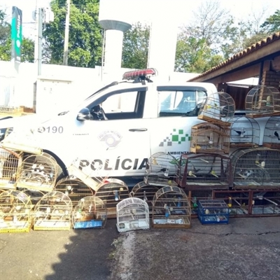 A Polícia Ambiental solicita a população que denuncie os crimes ambientais através do telefone (17) 3201-3600 (Foto: Reprodução/Região Noroeste)