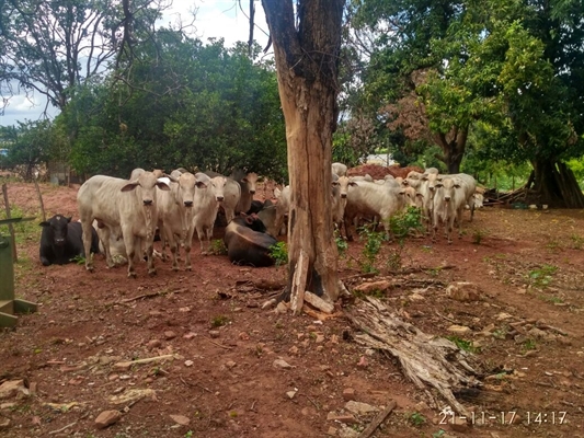 Os animais foram roubados durante a madrugada desta terça-feira (21), na divisa de São Paulo e Minas Gerais (Foto: Divulgação/Polícia Rodoviária)