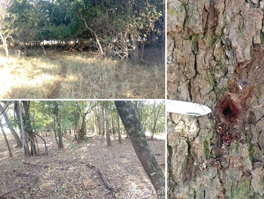 O crime ambiental aconteceu em uma vegetação nativa de fragmento florestal, fora da Área de Preservação Permanente mediante pastoreio do gado (Foto: Reprodução/Região Noroeste)