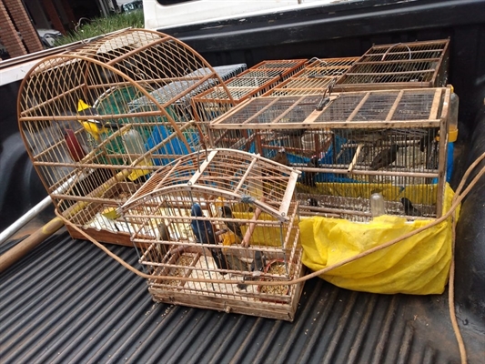 Aves silvestres foram encontradas dentro de sete gaiolas em Rio Preto ( Foto: Divulgação/Polícia Ambiental)