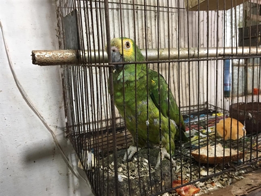 Papagaio em condições de maus-tratos foi apreendido em Bálsamo (Foto: Polícia Civil/Divulgação)