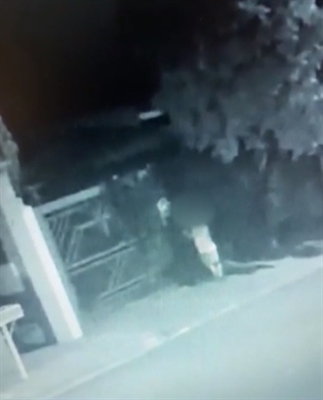 Câmeras de segurança identificam o homem que jogou linguiças envenenadas para cães no bairro San Remo (Foto: Câmera de Segurança)