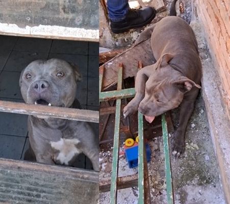 Homem foi condenado por maus-tratos, após ele abandonar dois cães da raça pit bull em uma residência no bairro São João (Foto: Redes sociais)