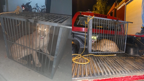 Animal foi capturado pelo Corpo de Bombeiros, que usou uma gaiola de aço (Foto: Arquivo pessoal)