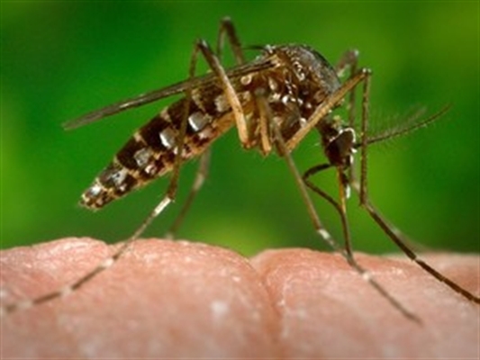 Mulher de 44 anos é a primeira infectada pelo vírus zika em Rio Preto