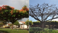 Uma árvore Flamboyant, na avenida Prestes Maia, antes encantava a moradora Maria Sedano, mas agora deixa a aposentada preocupada (Fotos: Arquivo pessoal e A Cidade)