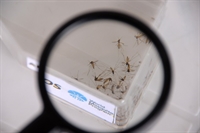 Depois de registrar mais de 1 mil casos de Dengue em 2023 a cidade confirma agora dois casos positivos de Chikungunya em 2024 (Foto: Assembleia de MG)