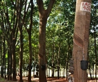 Votuporanga sedia evento estadual sobre inovação e clones no cultivo da seringueira