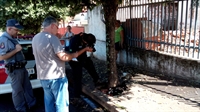 Os animais estavam caídos na calçada