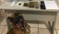 Max, um cão da raça pastor belga (Foto: Reprodução)