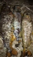 Cetesb faz vistoria no rio São José dos Dourados após denúncias sobre mortandade de peixes