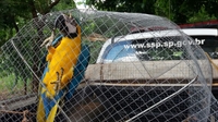 O dono do sítio não tinha autorização para criar a ave silvestre e manter o animal em cativeiro (Foto: Divulgação/Polícia Ambiental)