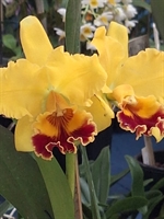 Votuporanga sedia Exposição Nacional de Orquídeas a partir de hoje