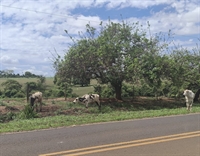 Gado solto na vicinal vira caso de polícia