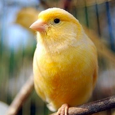 No evento, haverá uma exposição de aproximadamente 300 aves (Foto: Reprodução)