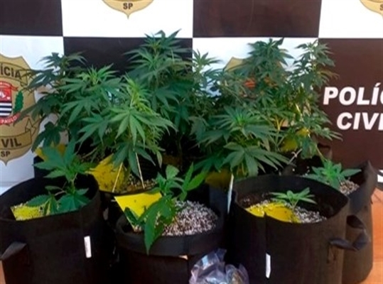 Na residência, os policiais encontraram nove pés de maconha em uma estufa em Fernandópolis (Foto: Polícia Civil)