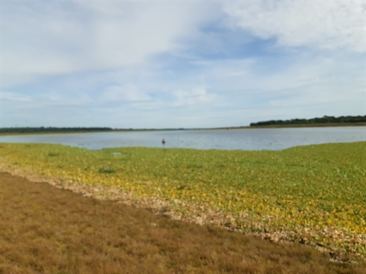 Região: plantas aquáticas tomaram conta da prainha de Cardoso nas últimas semanas (Foto: Arquivo Pessoal)