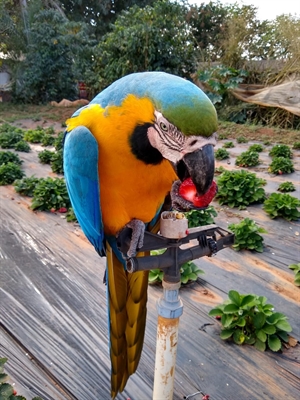 Arara-canindé 'posa' para fotos em propriedade rural em Urânia — Foto: Bruno Aparecido