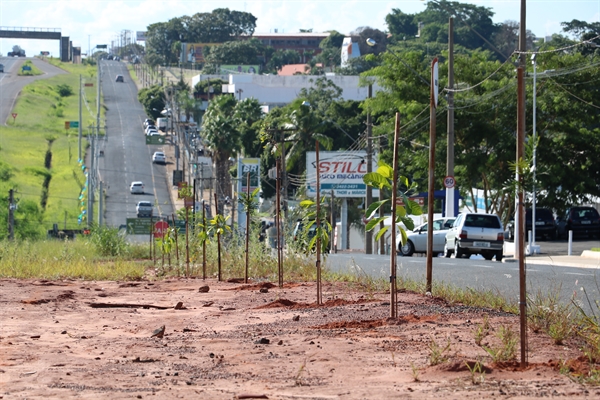 Somente o programa realizou o plantio de 1.907 mudas do total apresentado (Foto: Prefeitura de Votuporanga)