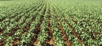 Financiamento do agronegócio passa de R$ 50 bi
