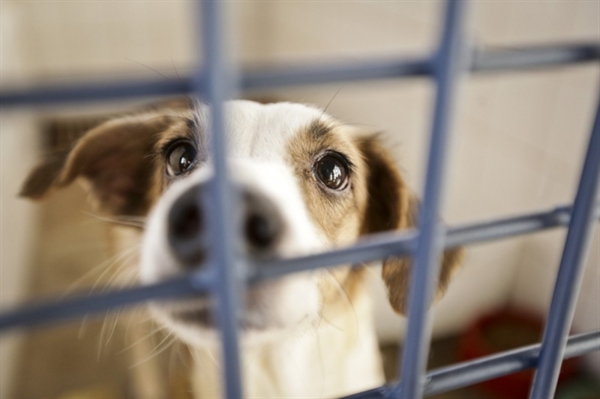 Centro de Proteção de Vida Animal (CPVA) castrou mais de seis mil cães e gatos entre 2017 e 2020 em Votuporanga (Foto: Reprodução)