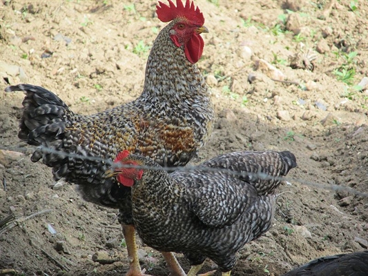 Ele teria furtado galinhas caipiras, abóboras, limões e também pinhas (Foto:Wikimedia Commons)