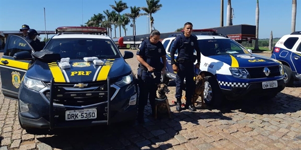 Cães farejadores Zé e Arya durante operação da GCM com a PRF, em Rio Preto (Foto: Divulgação/PRF)