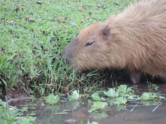 Capivara é uma das principais moradoras da Represa Municipal de Rio Preto — Foto: Marcos Lavezo/G1